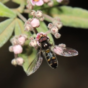 Melangyna viridiceps at Acton, ACT - 16 Jul 2019 01:15 PM