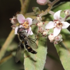 Melangyna viridiceps at Acton, ACT - 16 Jul 2019 01:15 PM