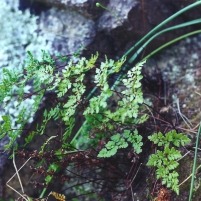 Cheilanthes austrotenuifolia (Rock Fern) at Conder, ACT - 4 Dec 2000 by michaelb
