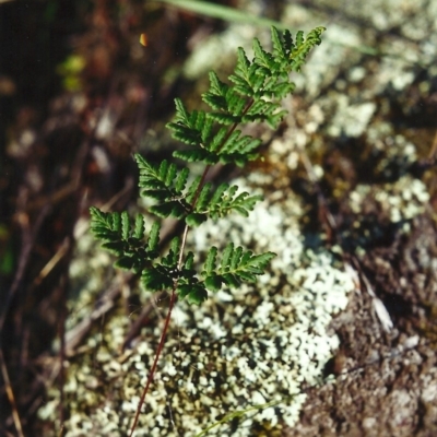 Cheilanthes sieberi (Rock Fern) at Tuggeranong Hill - 4 May 2000 by michaelb