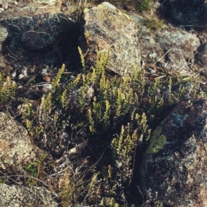 Cheilanthes distans at Conder, ACT - 15 Jul 2000