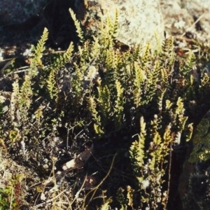 Cheilanthes distans at Conder, ACT - 15 Jul 2000 12:00 AM