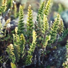 Cheilanthes distans at Conder, ACT - 15 Jul 2000