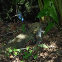 Intellagama lesueurii howittii (Gippsland Water Dragon) at Berry, NSW - 22 Apr 2009 by Nivlek