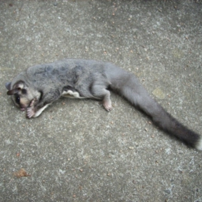 Petaurus notatus (Krefft’s Glider, Sugar Glider) at Berry, NSW - 23 Dec 2010 by Nivlek