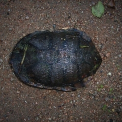 Chelodina longicollis (Eastern Long-necked Turtle) at Berry, NSW - 5 Apr 2011 by Nivlek