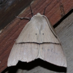 Gastrophora henricaria (Fallen-bark Looper, Beautiful Leaf Moth) at Rosedale, NSW - 11 Jul 2019 by jb2602