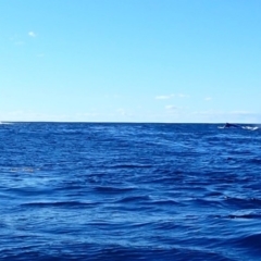 Megaptera novaeangliae (Humpback Whale) at Guerilla Bay, NSW - 10 Jul 2019 by jb2602