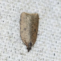 Meritastis polygraphana (Mottled Bell Moth) at O'Connor, ACT - 22 May 2018 by ibaird