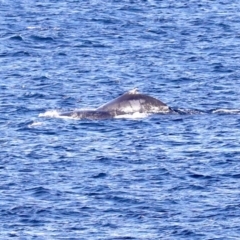 Megaptera novaeangliae (Humpback Whale) at Guerilla Bay, NSW - 14 Jul 2019 by jb2602