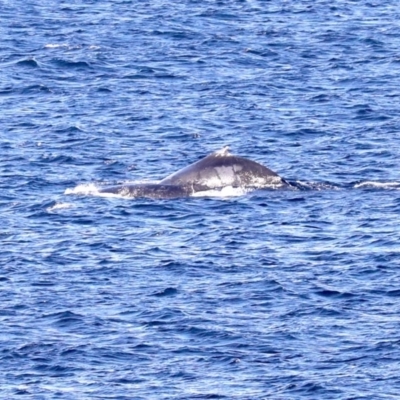 Megaptera novaeangliae (Humpback Whale) at Guerilla Bay, NSW - 14 Jul 2019 by jb2602