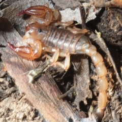Urodacus manicatus (Black Rock Scorpion) at Aranda Bushland - 17 Jul 2019 by Harrisi