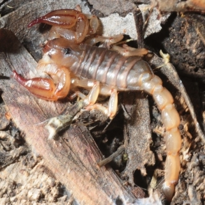 Urodacus manicatus (Black Rock Scorpion) at Aranda Bushland - 17 Jul 2019 by Harrisi