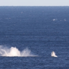 Megaptera novaeangliae (Humpback Whale) at Undefined, NSW - 14 Jul 2019 by jbromilow50