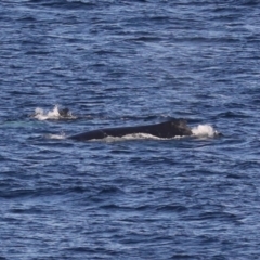 Megaptera novaeangliae (Humpback Whale) at Guerilla Bay, NSW - 14 Jul 2019 by jb2602
