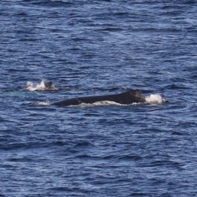 Megaptera novaeangliae (Humpback Whale) at Guerilla Bay, NSW - 14 Jul 2019 by jbromilow50