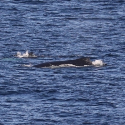 Megaptera novaeangliae (Humpback Whale) at Guerilla Bay, NSW - 14 Jul 2019 by jb2602