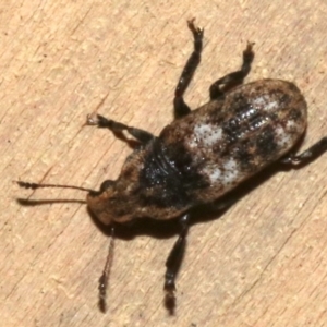 Taburnus breviceps at Rosedale, NSW - 29 Mar 2019 08:39 PM