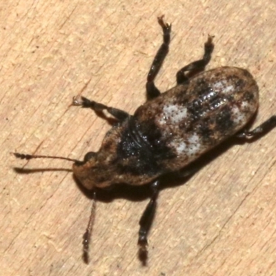 Taburnus breviceps (Fungus weevil) at Rosedale, NSW - 29 Mar 2019 by jb2602