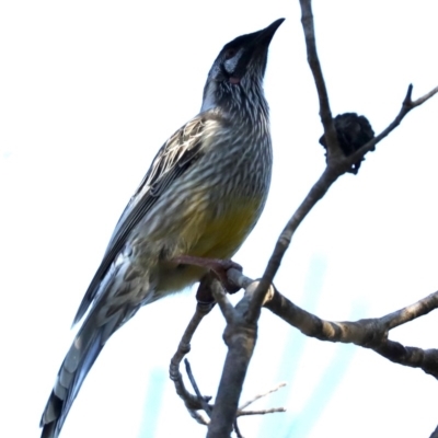Anthochaera carunculata (Red Wattlebird) at Guerilla Bay, NSW - 9 Jul 2019 by jb2602