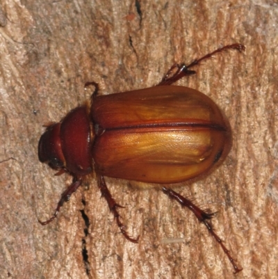 Colpochila sp. (Chafer beetle) at Kalaru, NSW - 6 Mar 2013 by DavidL.Jones