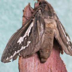 Abantiades atripalpis (Bardee grub/moth, Rain Moth) at Kalaru, NSW - 16 Jan 2012 by DavidL.Jones