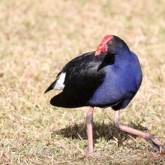 Porphyrio melanotus (Australasian Swamphen) at Mogo, NSW - 6 Jul 2019 by jbromilow50