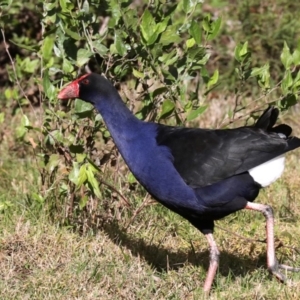 Porphyrio melanotus at Mogo, NSW - 6 Jul 2019 01:31 PM