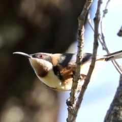 Acanthorhynchus tenuirostris (Eastern Spinebill) at Broulee, NSW - 9 Jul 2019 by jbromilow50