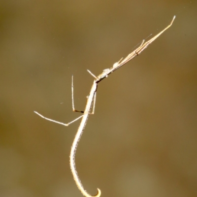 Ariamnes colubrinus (Whip spider) at Rosedale, NSW - 6 Jul 2019 by jbromilow50