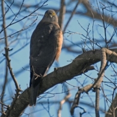 Tachyspiza cirrocephala (Collared Sparrowhawk) at Fyshwick, ACT - 18 Jul 2019 by RodDeb