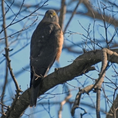 Tachyspiza cirrocephala (Collared Sparrowhawk) at Fyshwick, ACT - 18 Jul 2019 by RodDeb