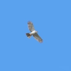 Tachyspiza novaehollandiae (Grey Goshawk) at Fyshwick, ACT - 18 Jul 2019 by RodDeb