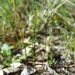 Cheilanthes sieberi (Rock Fern) at Tuggeranong Hill - 21 Oct 1999 by michaelb