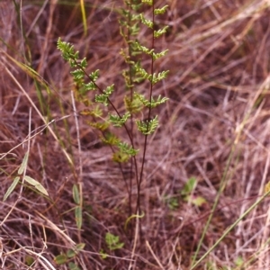 Cheilanthes sieberi at Conder, ACT - 28 Mar 2000