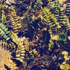 Pellaea calidirupium (Hot Rock Fern) at Conder, ACT - 22 Jun 2000 by michaelb