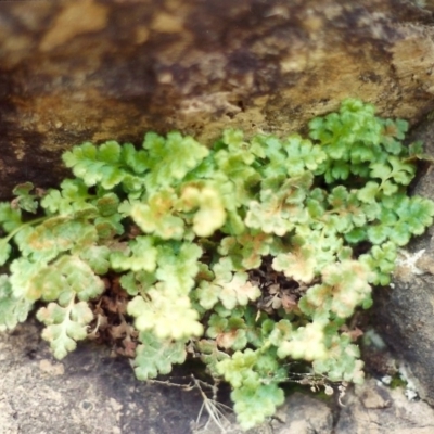 Asplenium subglandulosum (Blanket Fern) at Tennent, ACT - 1 Nov 2005 by MichaelBedingfield