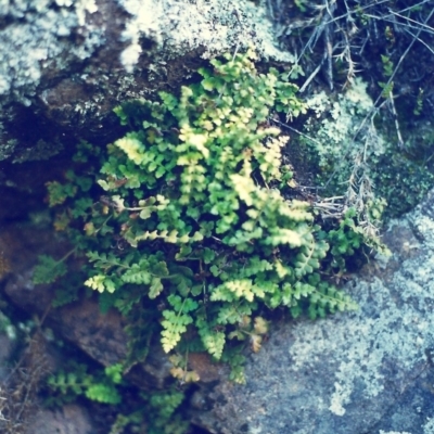 Asplenium subglandulosum (Blanket Fern) at Banks, ACT - 23 Jul 2000 by MichaelBedingfield