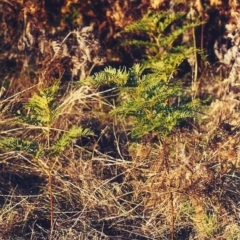 Pteridium esculentum (Bracken) at Conder, ACT - 29 Jul 2001 by michaelb