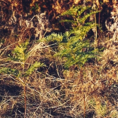 Pteridium esculentum (Bracken) at Conder, ACT - 30 Jul 2001 by MichaelBedingfield