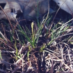 Carex breviculmis (Short-Stem Sedge) at Tuggeranong Hill - 3 Sep 2000 by michaelb