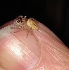 Opisthoncus sp. (genus) (Unidentified Opisthoncus jumping spider) at Greenleigh, NSW - 29 Jun 2019 by LyndalT