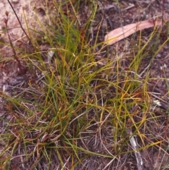 Carex breviculmis (Short-Stem Sedge) at Conder, ACT - 24 Jan 2001 by MichaelBedingfield