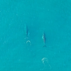 Megaptera novaeangliae (Humpback Whale) at Peregian Beach, QLD - 18 Jul 2019 by AaronClausen