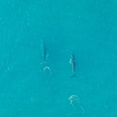 Unidentified Sea Mammal at Peregian Beach, QLD - 18 Jul 2019 by AaronClausen