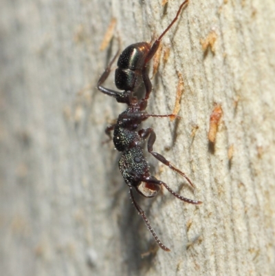 Rhytidoponera metallica (Greenhead ant) at Hackett, ACT - 16 Jul 2019 by TimL