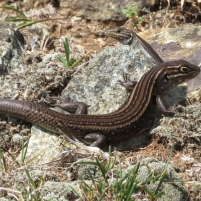 Liopholis whitii (White's Skink) at Mount Clear, ACT - 13 Mar 2019 by RobParnell