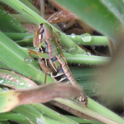 Kosciuscola cognatus (A grasshopper) at Cotter River, ACT - 17 Mar 2019 by RobParnell