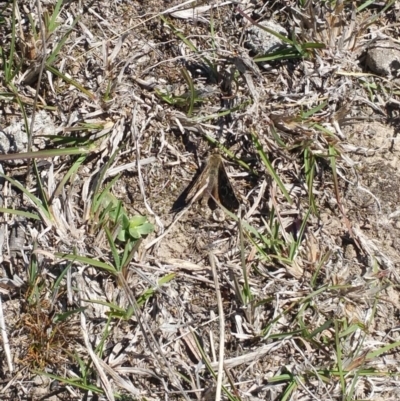 Synemon plana (Golden Sun Moth) at Taylor, ACT - 10 Nov 2018 by wadey