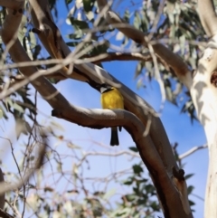 Pachycephala pectoralis (Golden Whistler) at Mount Majura - 18 Jul 2019 by Lisa.Jok